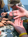 students looking at trawl catch 2